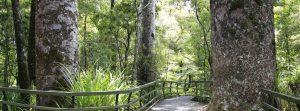 Tour to Opua Forest